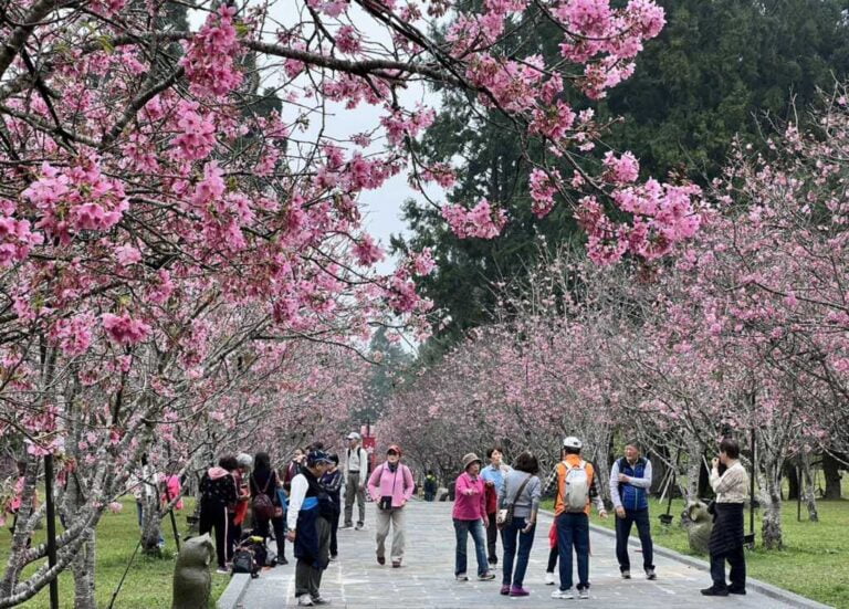 ▲九族櫻花祭被譽為台灣最大的賞櫻盛會。（張玉泰翻攝）